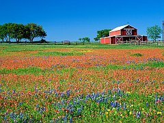 Red Barn and Texas Paintbrush, Texas